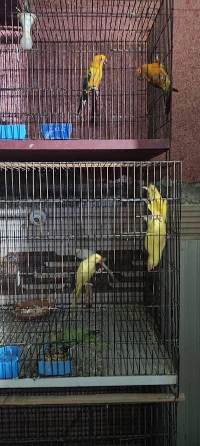 suncnor yellow white Ex birds n parrot