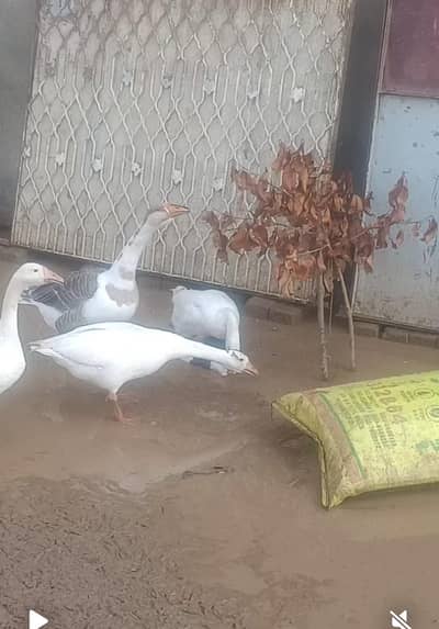 long neck pair