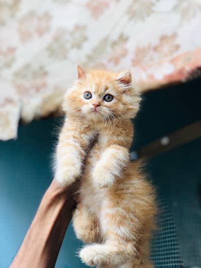 kitten