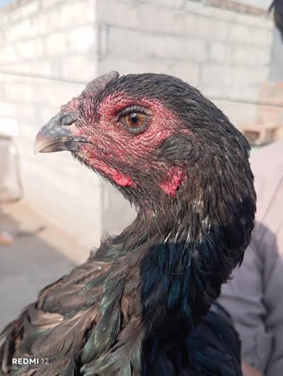 Thai breed aseel hen/madi