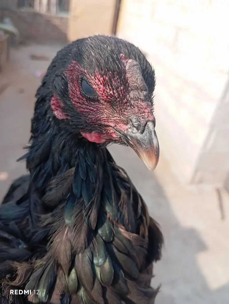 Thai breed aseel hen/madi — photo 2