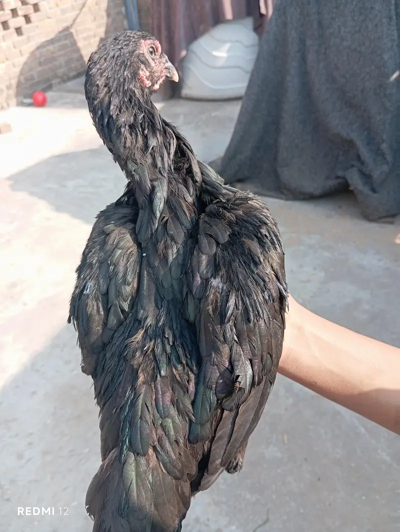 Thai breed aseel hen/madi — photo 3