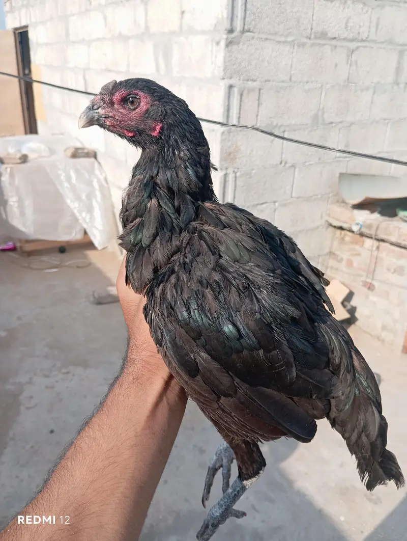 Thai breed aseel hen/madi — photo 5