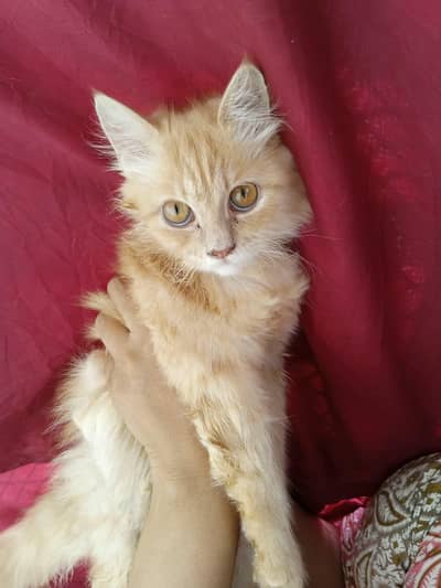 3 months old Persian kitten