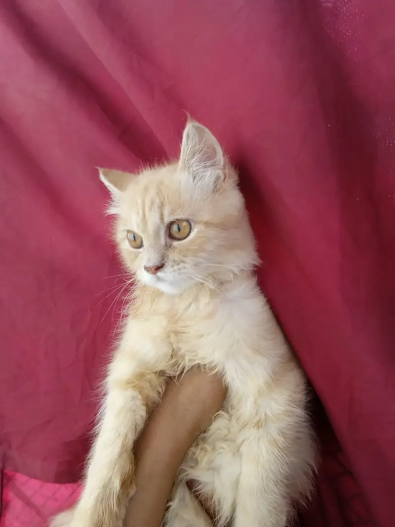 3 months old Persian kitten — photo 2