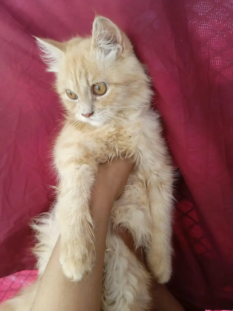 3 months old Persian kitten — photo 3