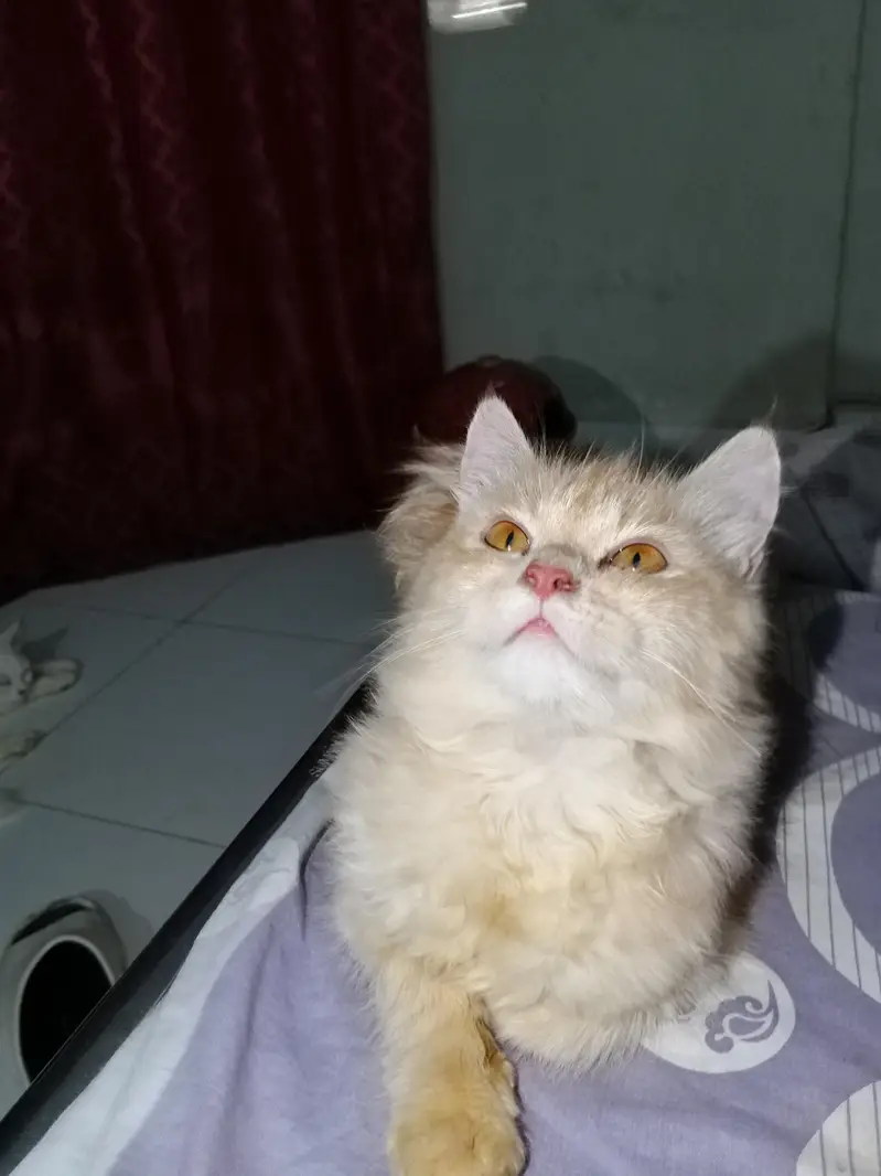 3 months old Persian kitten — photo 4