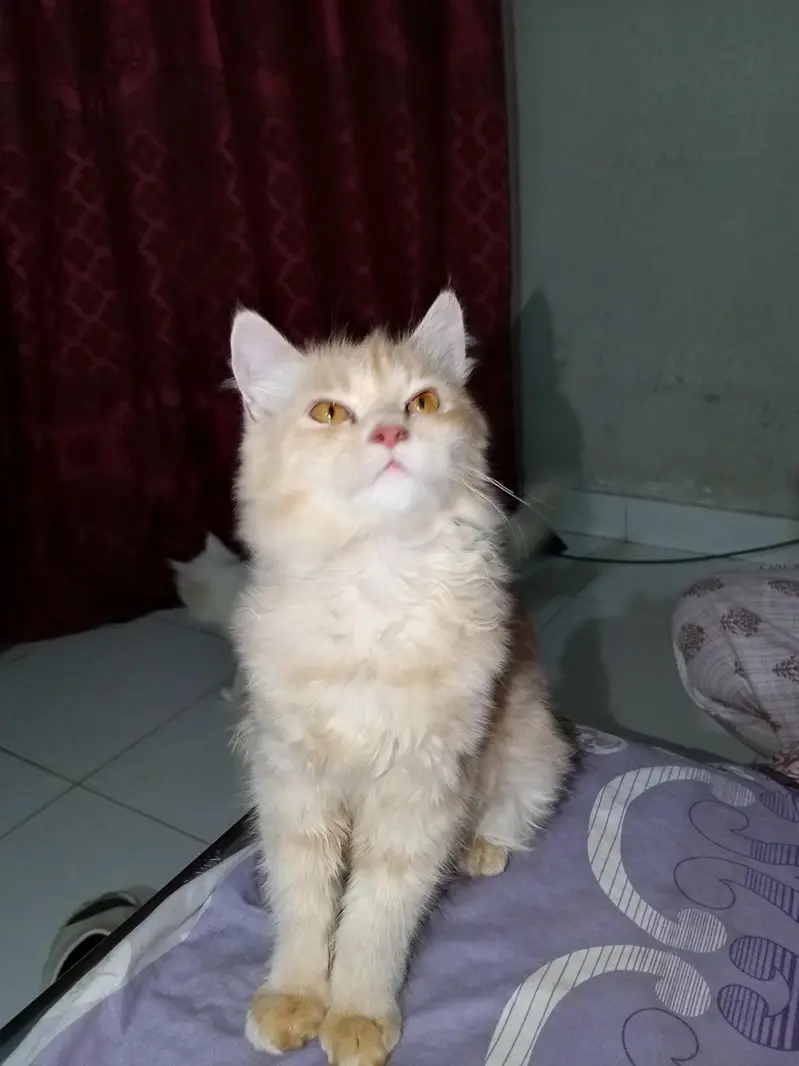 3 months old Persian kitten — photo 5