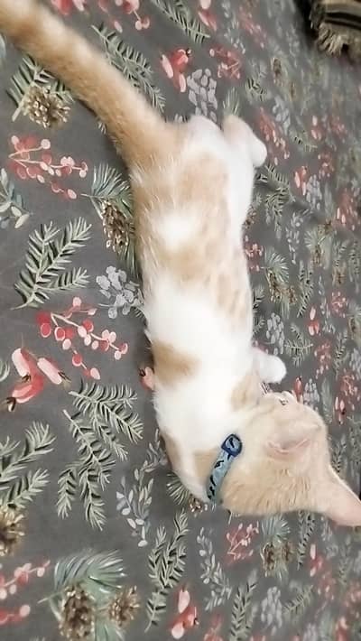 Double Coat Persian Cat