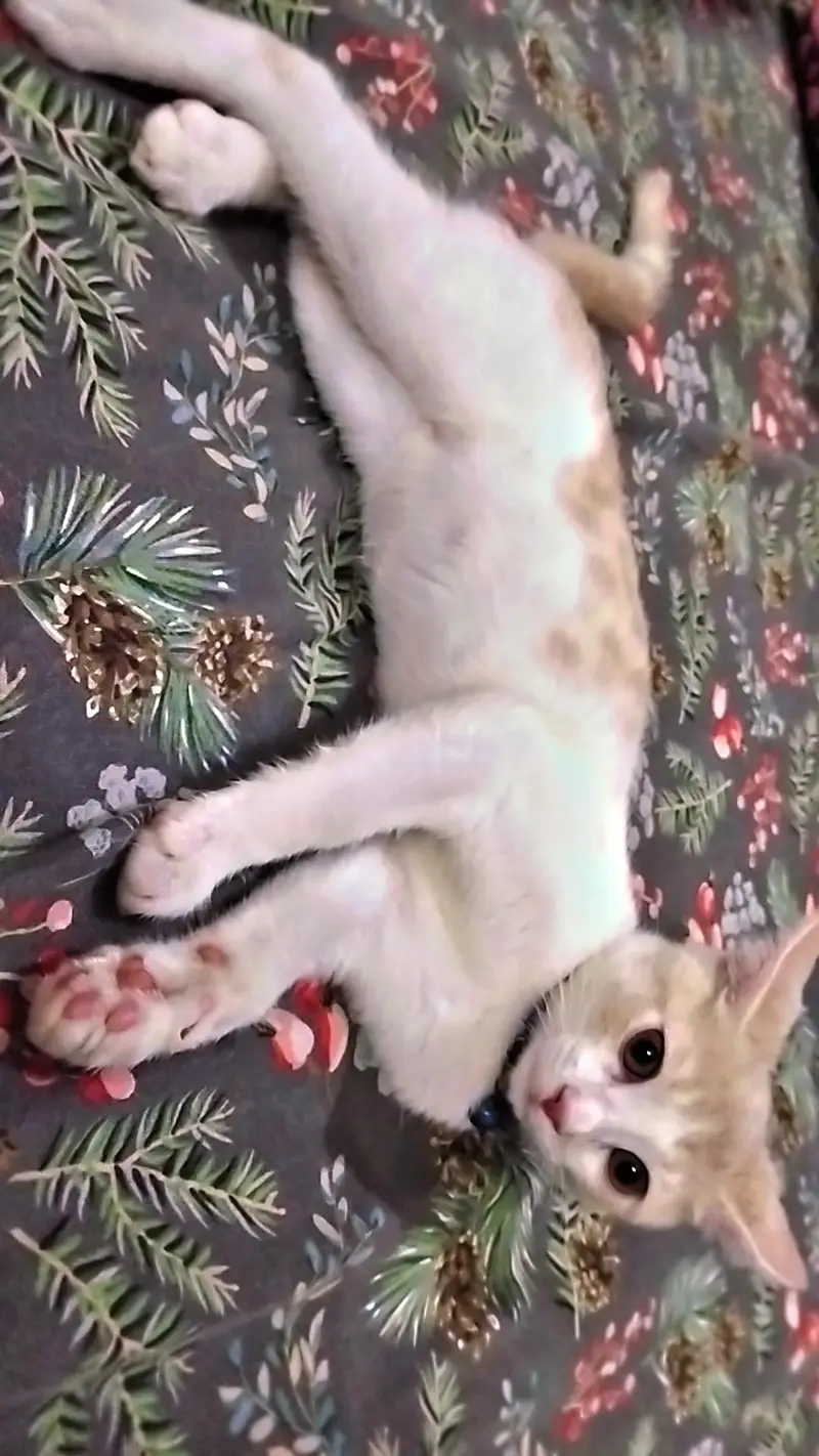 Double Coat Persian Cat — photo 2