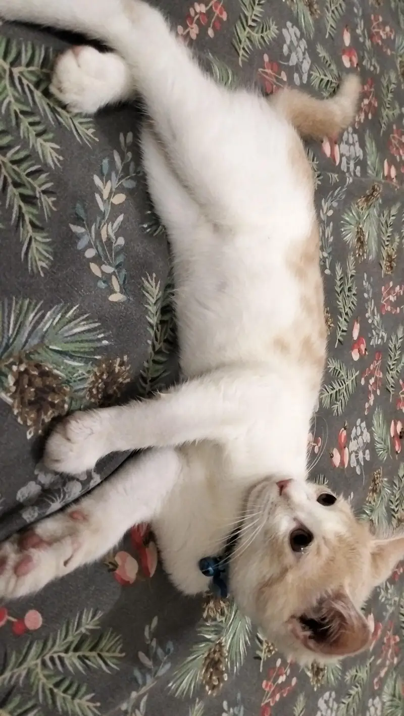 Double Coat Persian Cat — photo 3