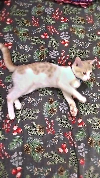 (FREE) Double Coat Persian Cat