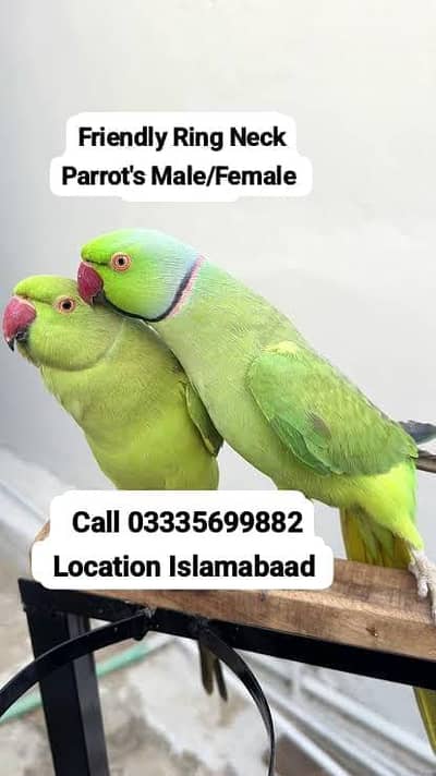Hand Tamed Friendly Green Ring Neck Parrot's Male/Female Jumbo Size