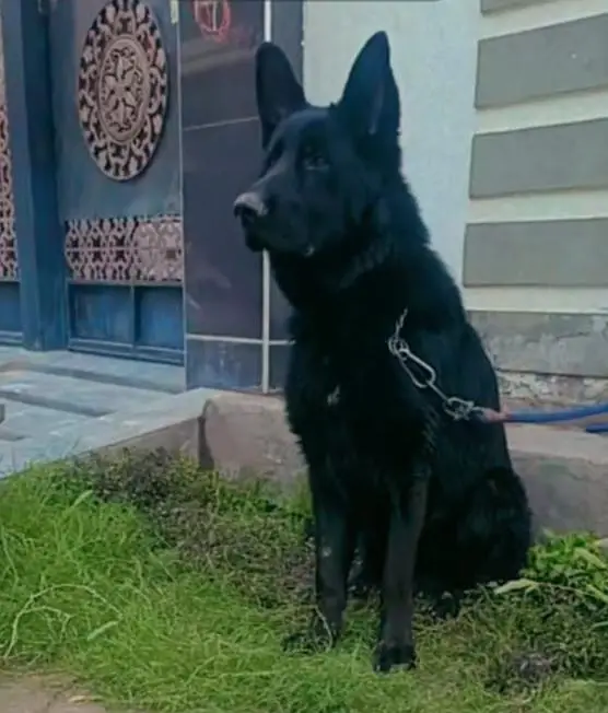 Premim lonG stock hair kinG size German shepherd — photo 2