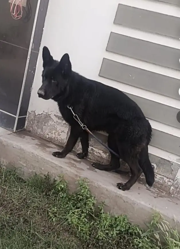 Premim lonG stock hair kinG size German shepherd — photo 3