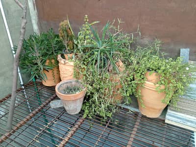 Plant Pots for sale