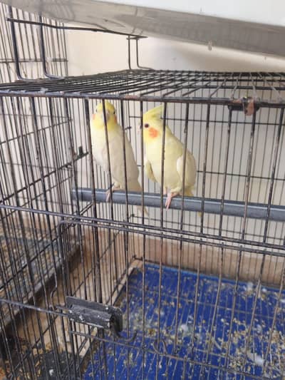 Healthy and full active pairs for sale