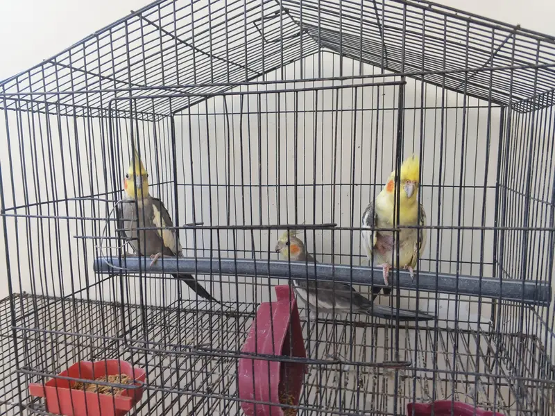 Healthy and full active pairs for sale — photo 2
