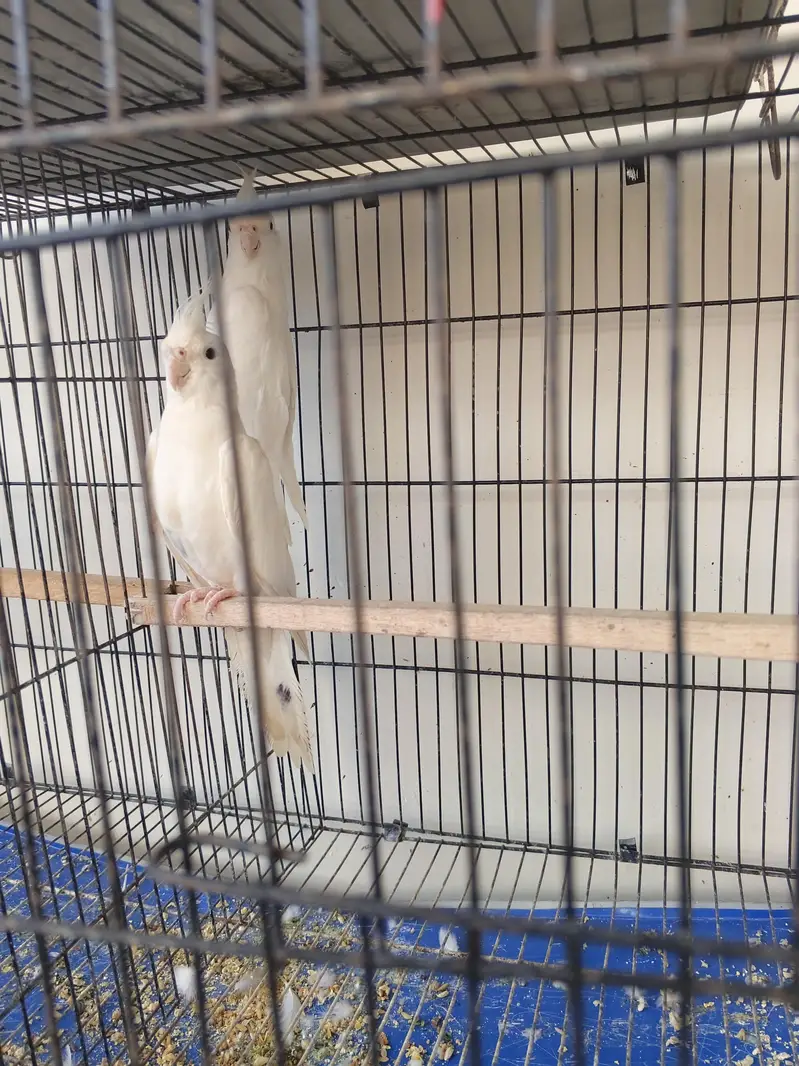 Healthy and full active pairs for sale — photo 3