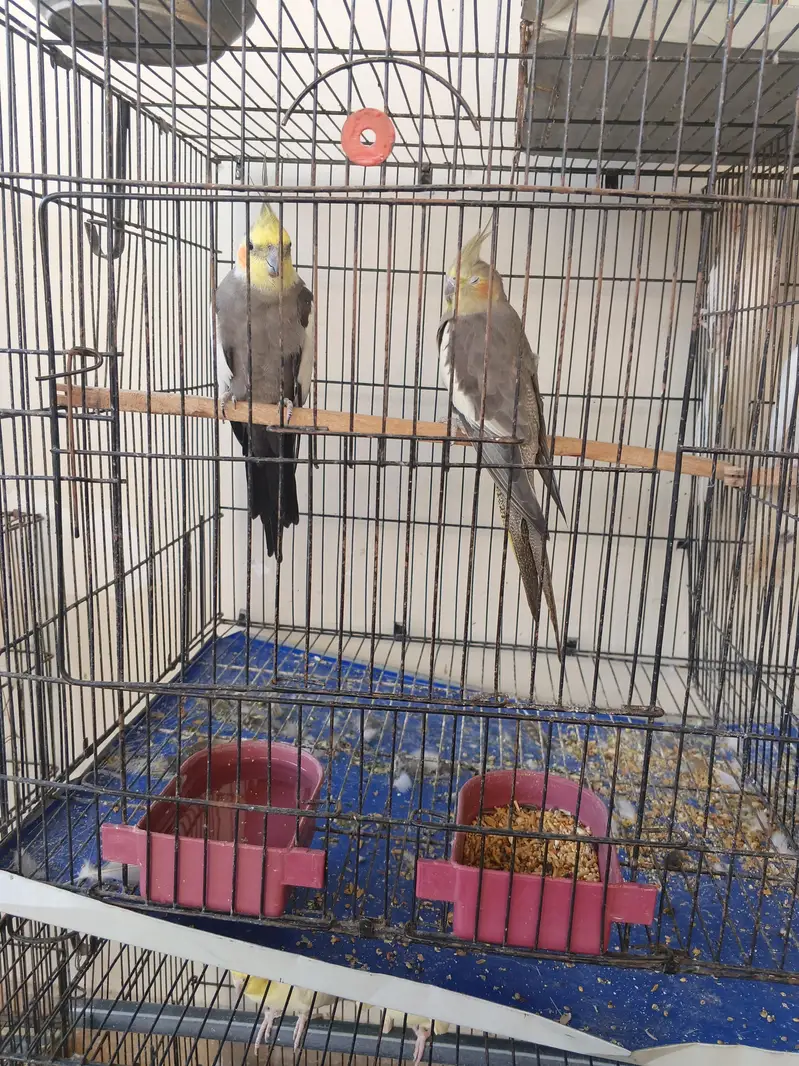 Healthy and full active pairs for sale — photo 4