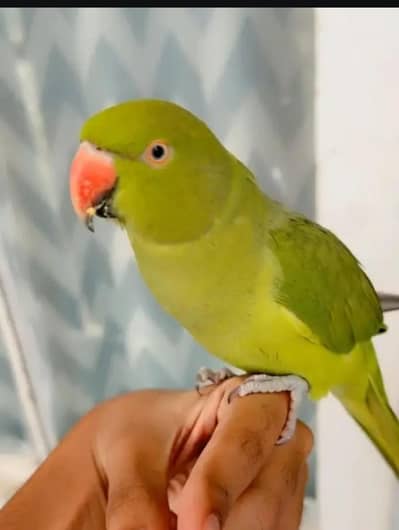 pahari handtam parrot zero bite grantte