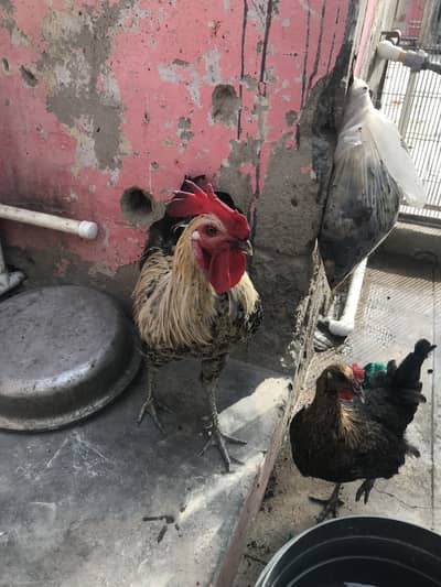 Hens pair