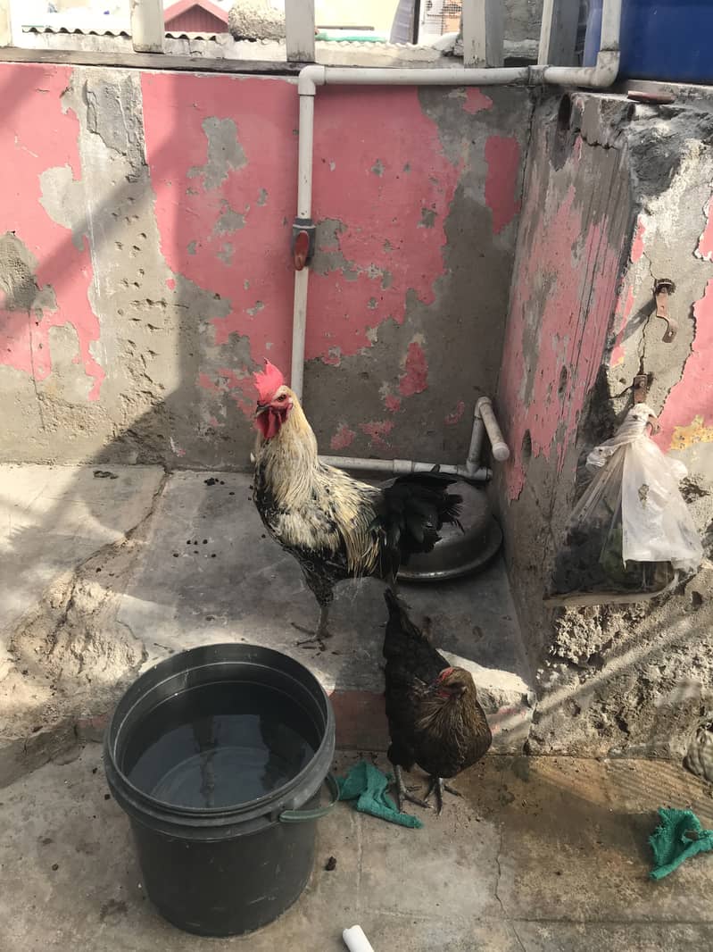 Hens pair 1