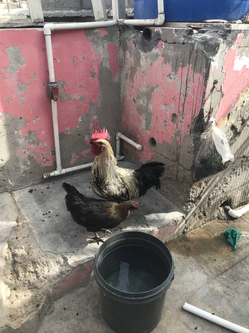 Hens pair 2