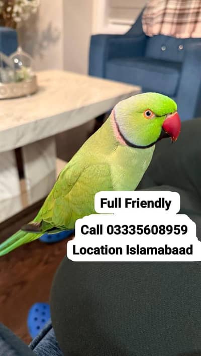 Hand Tamed Full Friendly Green Ring Neck Male Parrot Jumbo Size
