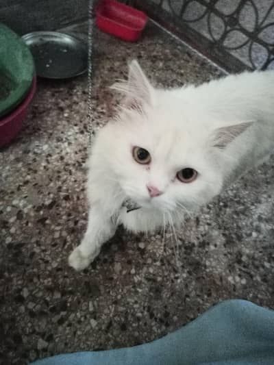 persian