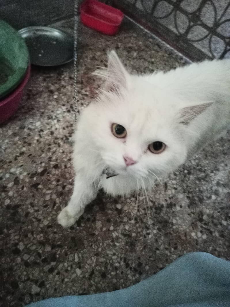 persian 0