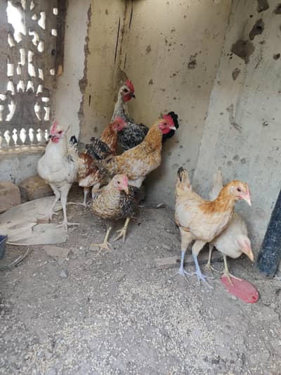 desi misri hens