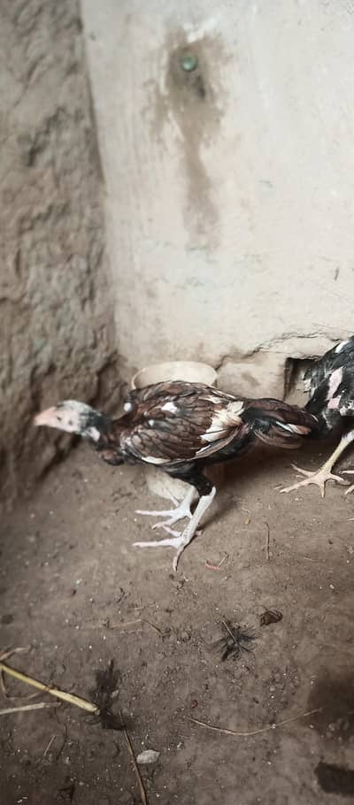 Mianwali Aseel chicks age Almost 3.5