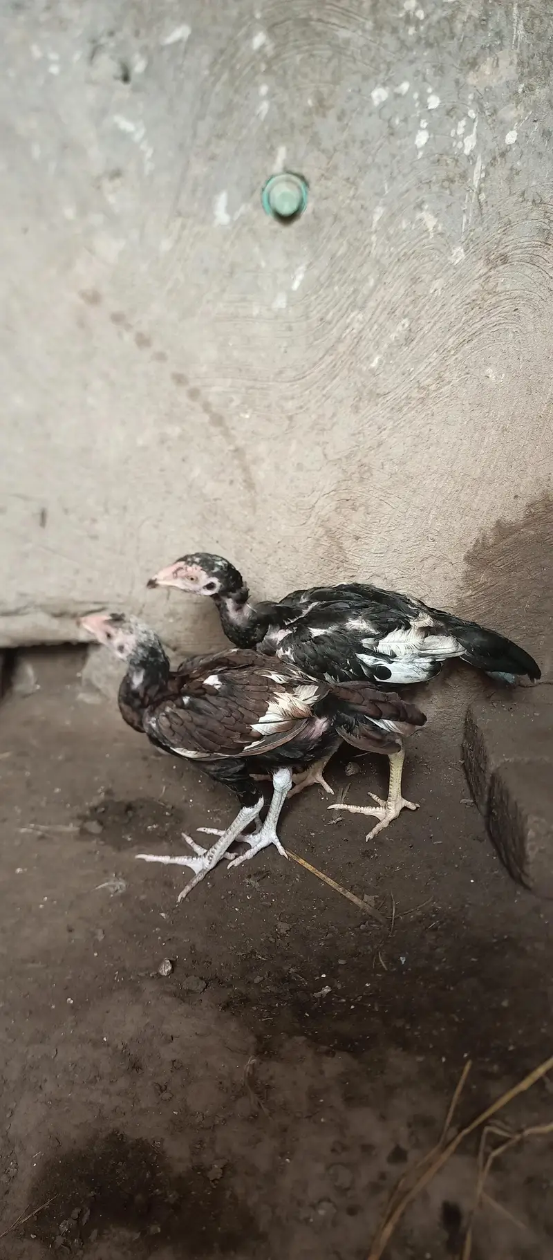 Mianwali Aseel chicks age Almost 3.5 — photo 2