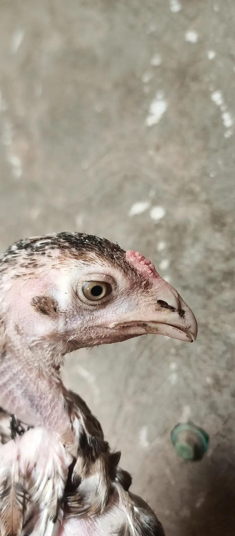 Mianwali Aseel chicks age Almost 3.5 — photo 5