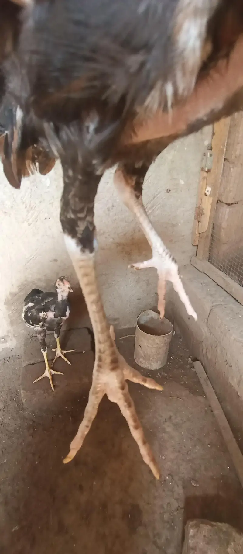 Mianwali Aseel chicks age Almost 3.5 — photo 6