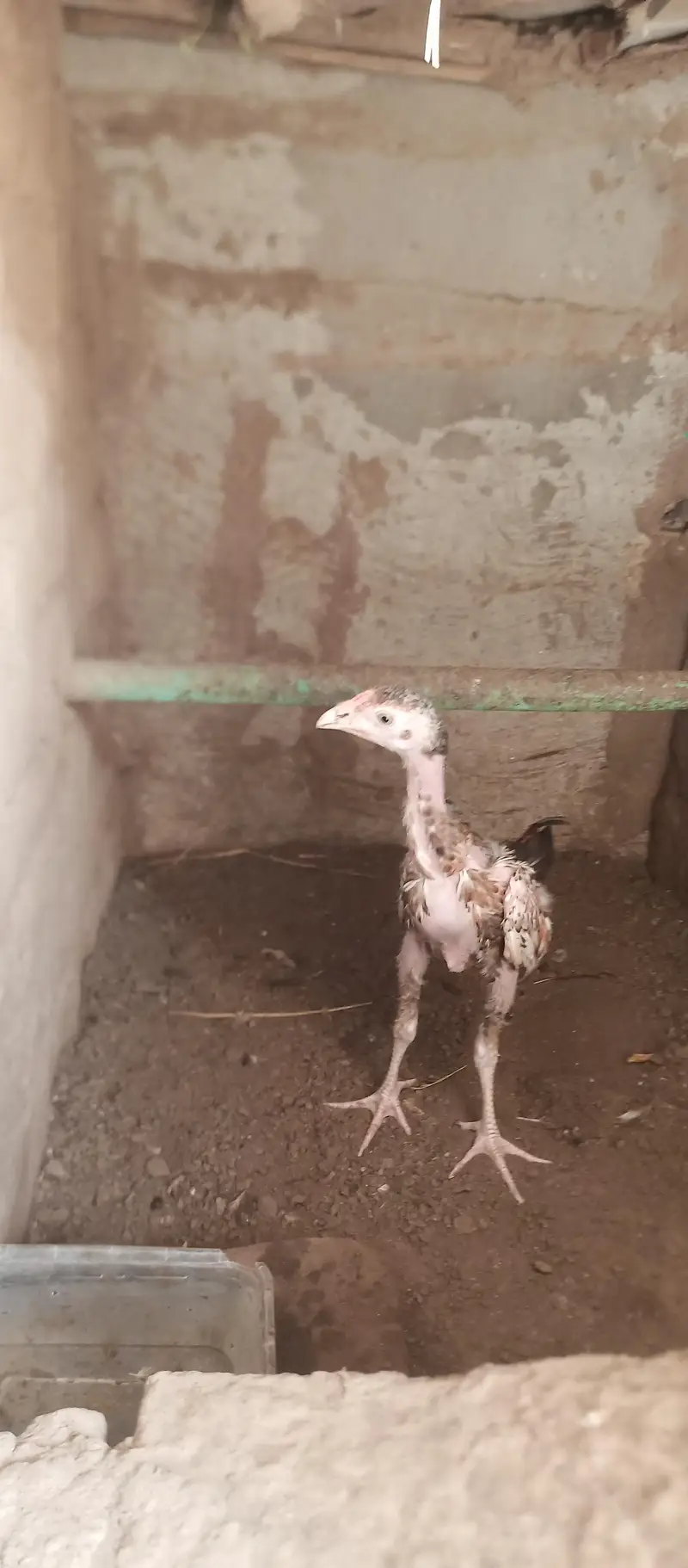 Mianwali Aseel chicks age Almost 3.5 — photo 7