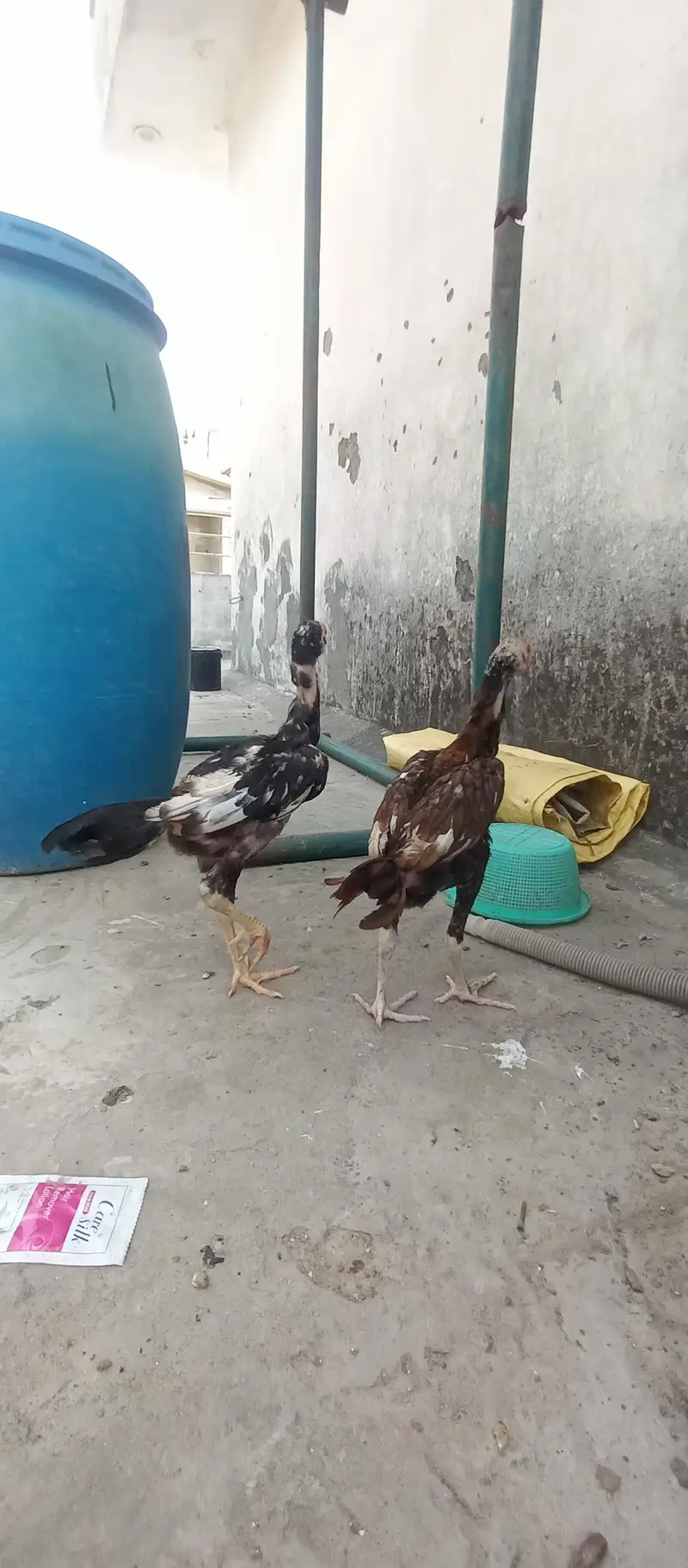 Mianwali Aseel chicks age Almost 3.5 — photo 8
