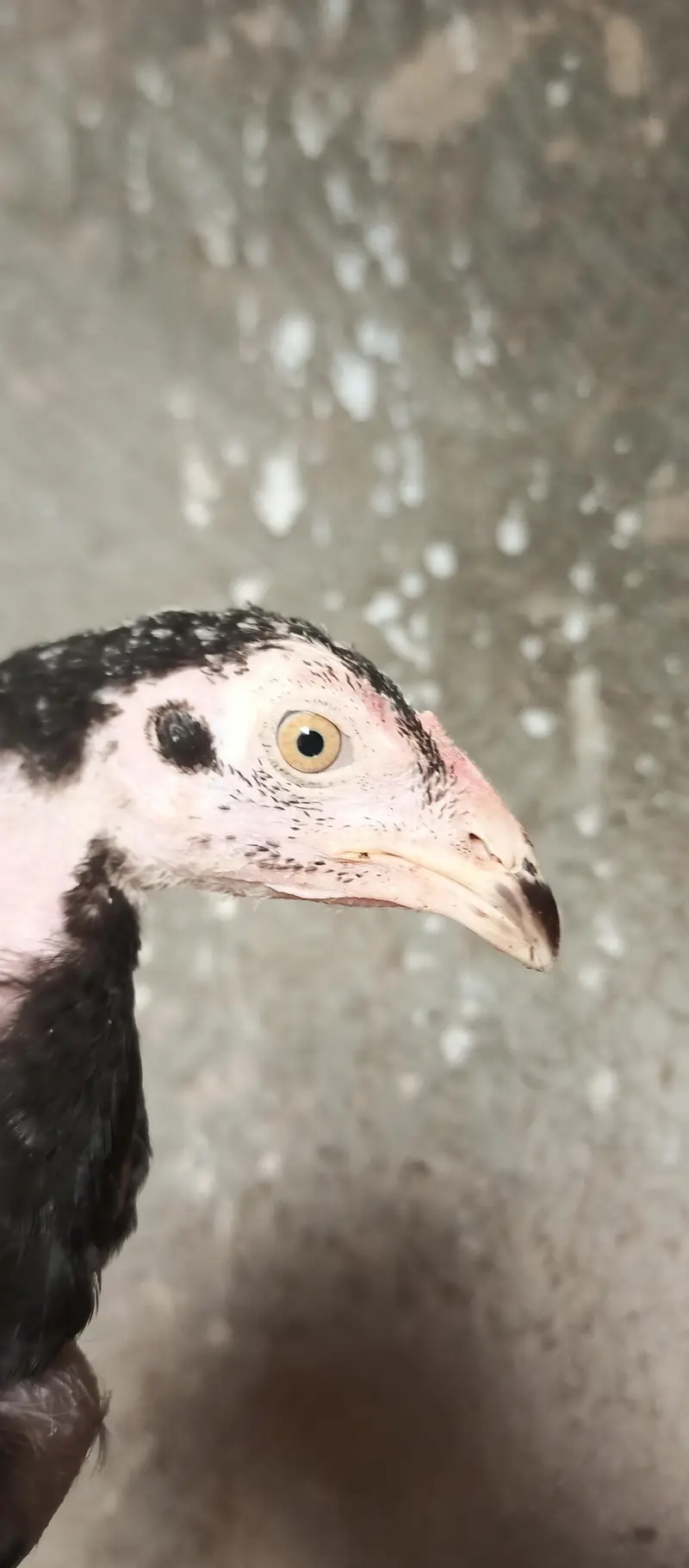 Mianwali Aseel chicks age Almost 3.5 — photo 9