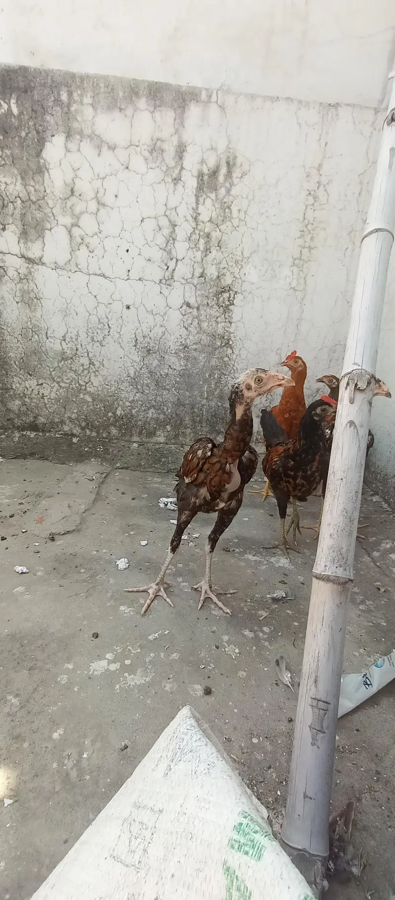 Mianwali Aseel chicks age Almost 3.5 — photo 10
