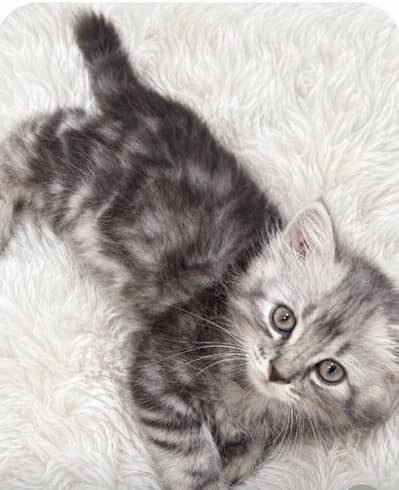 Baby Cat