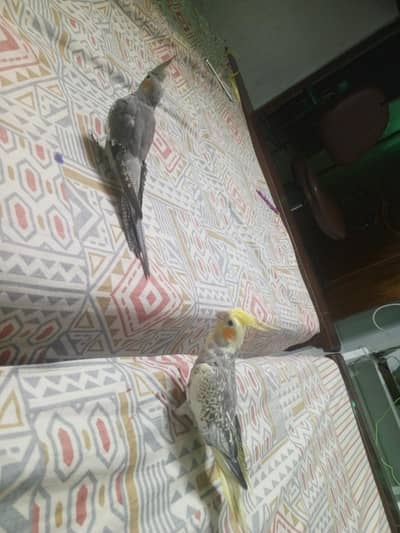 Hand Tamed Cocktiel