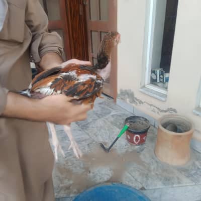 Aseel shamo
