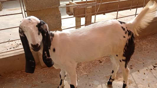 bakri