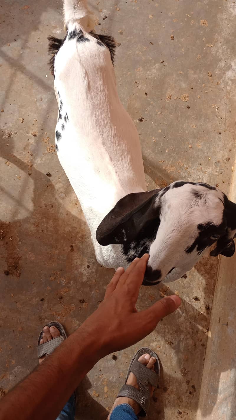 bakri 1