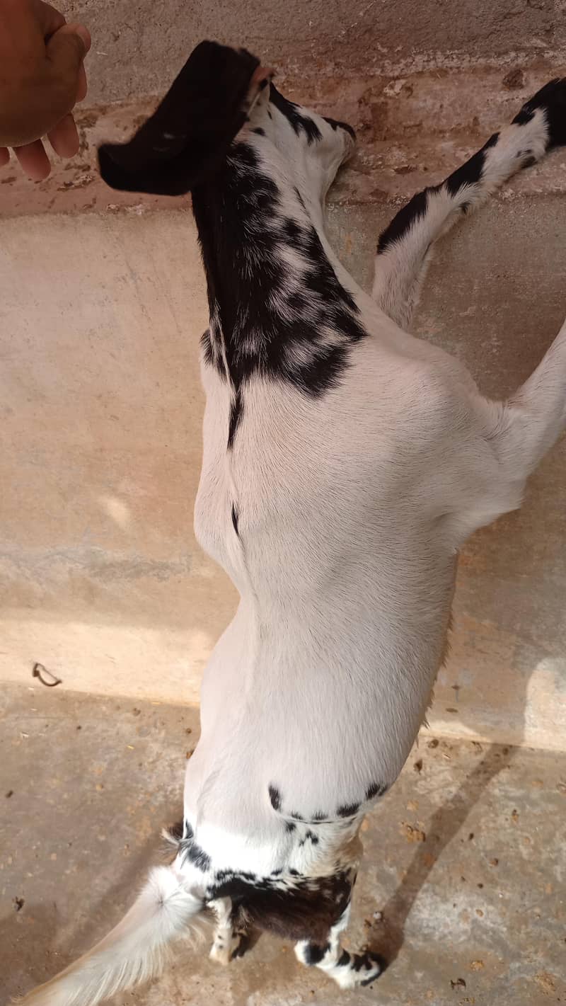 bakri 2
