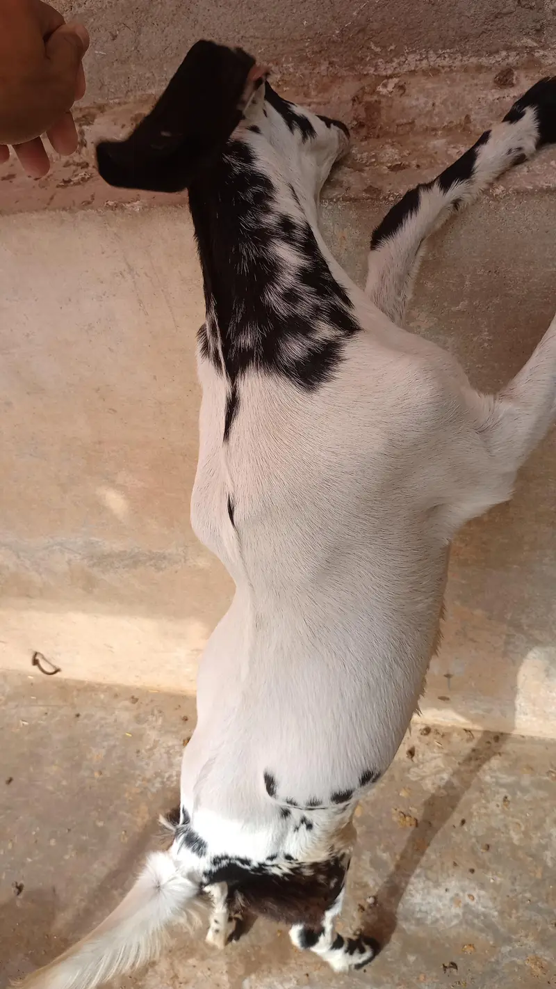 bakri — photo 3