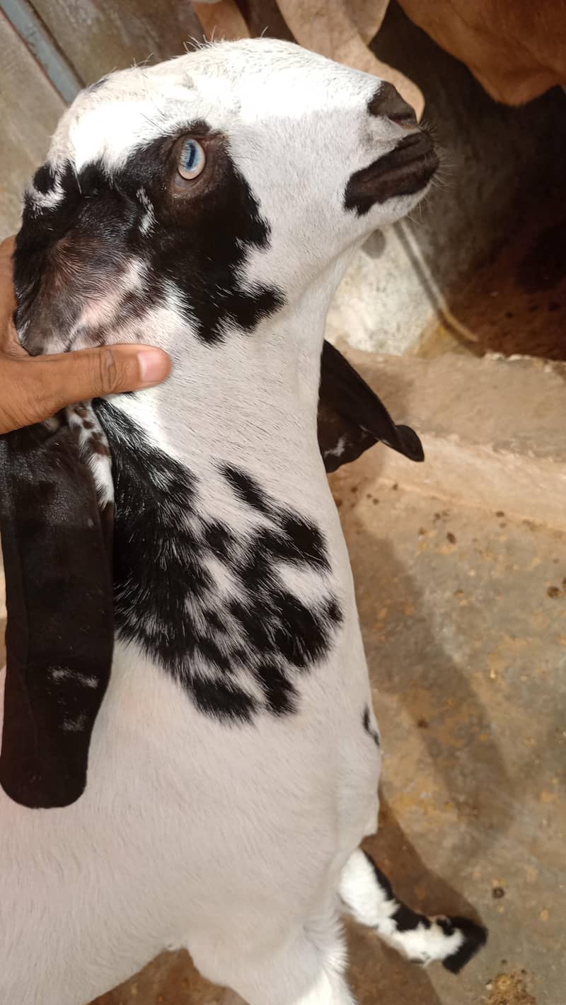 bakri 3