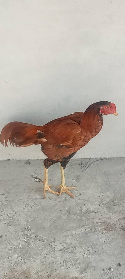 White Aseel Kolange Hens Pair for Sale