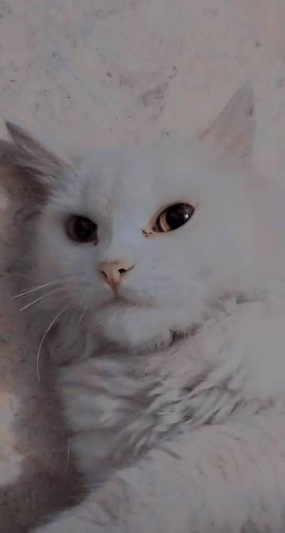 friendly cat trained hai